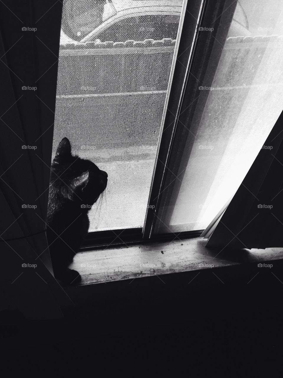 Cat by window