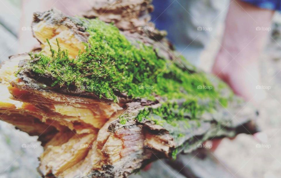 Mossy Pine Knot
