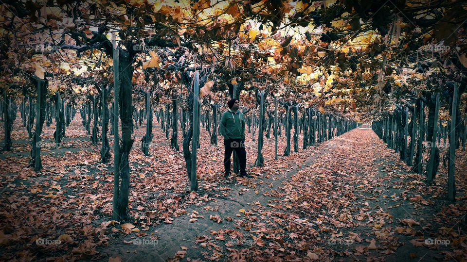 man in vineyard