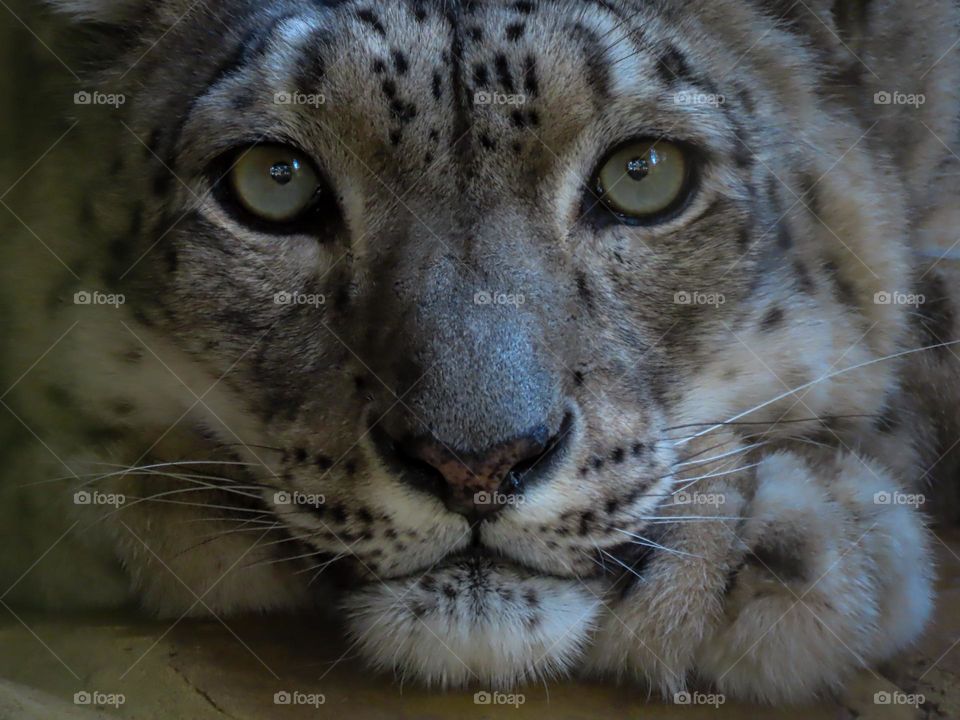 Snow leopard