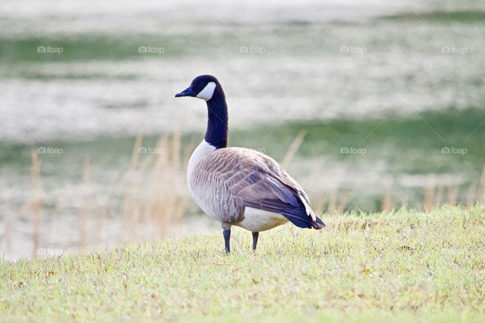 Goose in the morning