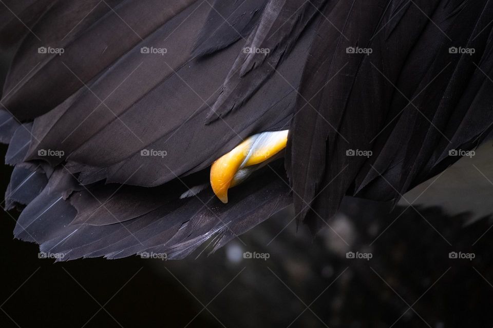 Details of the pelican's feathers and beak