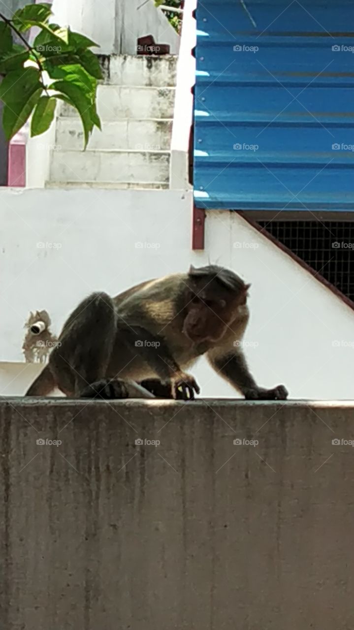 looking monkey