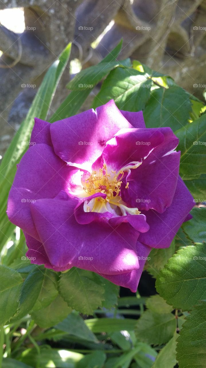 purple rose