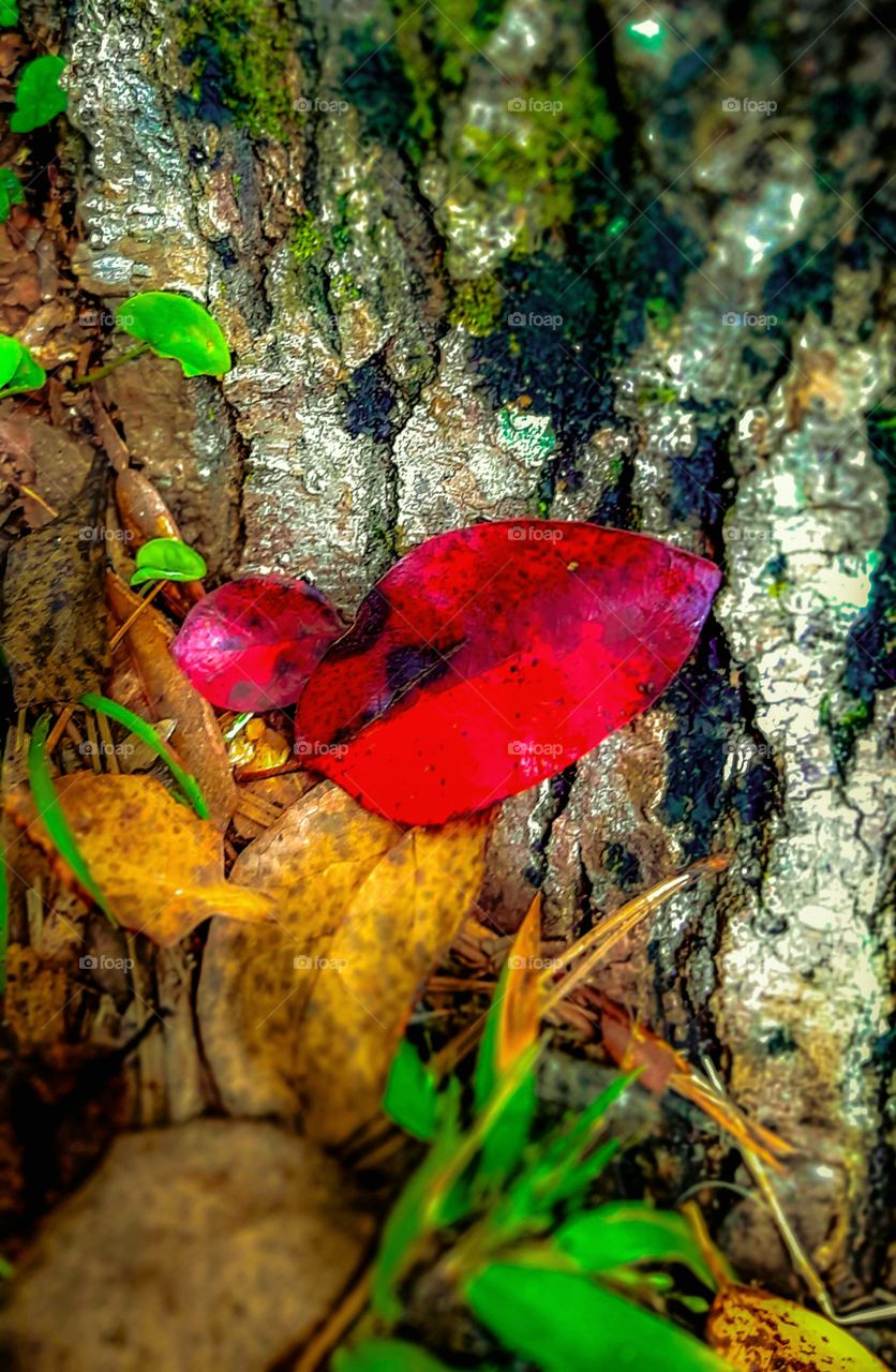 foap mission the color red red leaf resting at base of tree in early Autumn