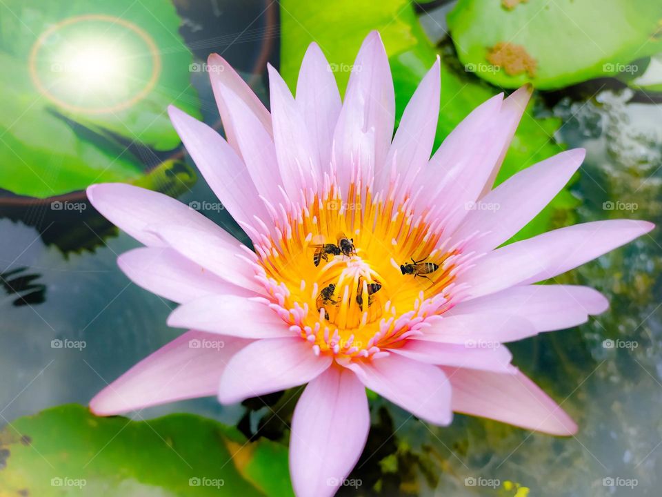 Water lily  – Symbolize pleasure and peace