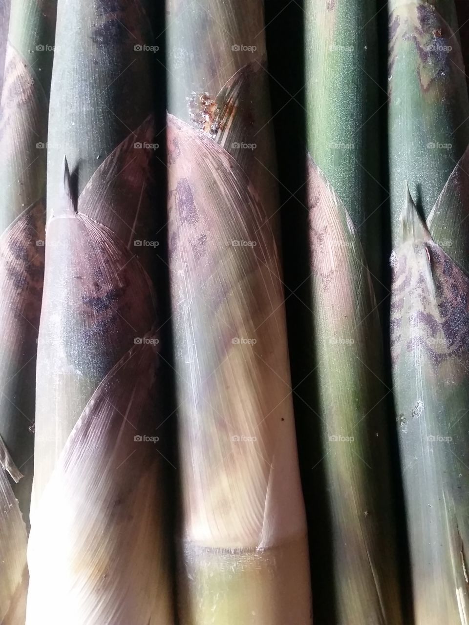 Bamboo Asparagus Background