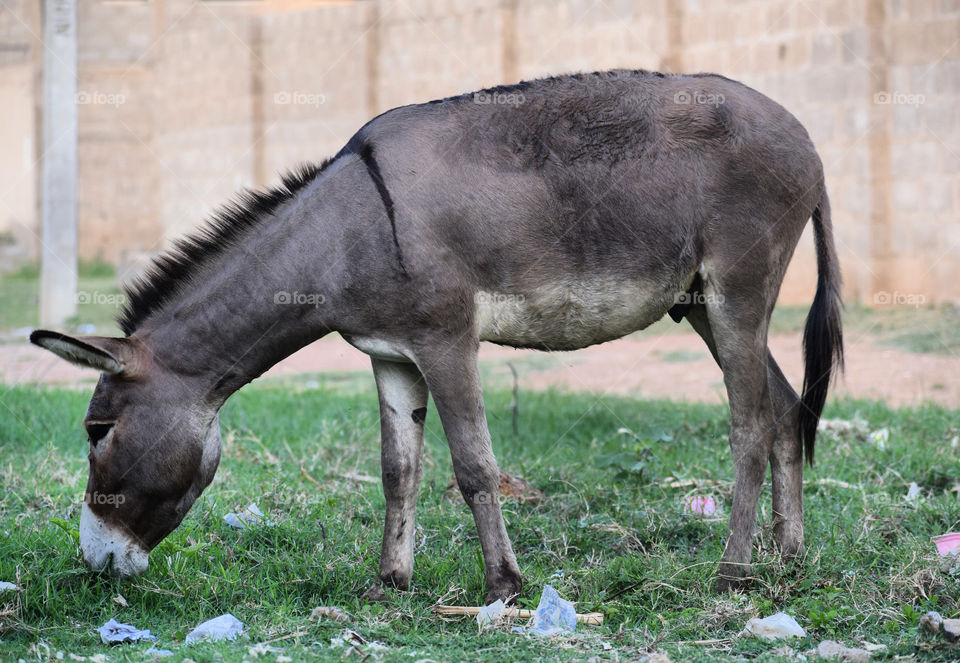 A donkey grazing