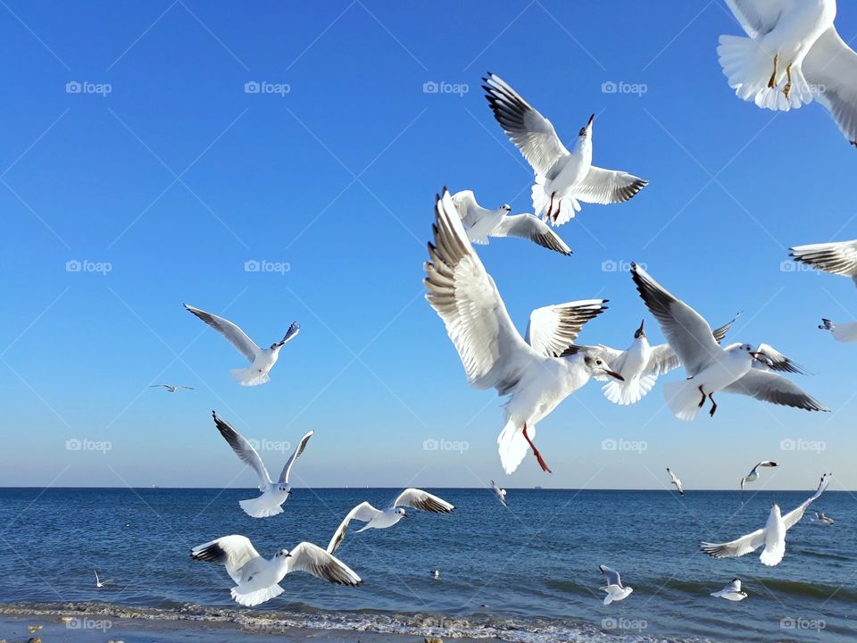 seabirds on the sea, birds