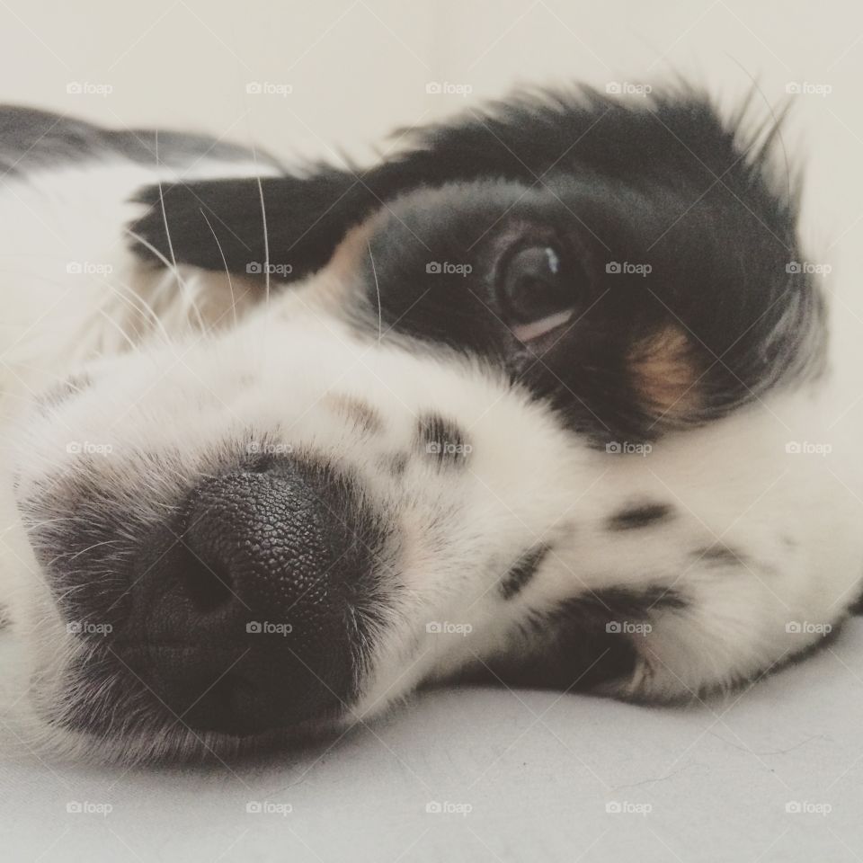 Sleepy Sarah. Close up of Sarah napping 