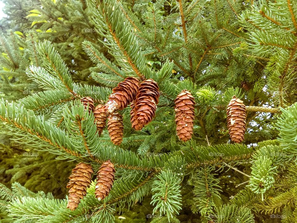 Budding Pine cones