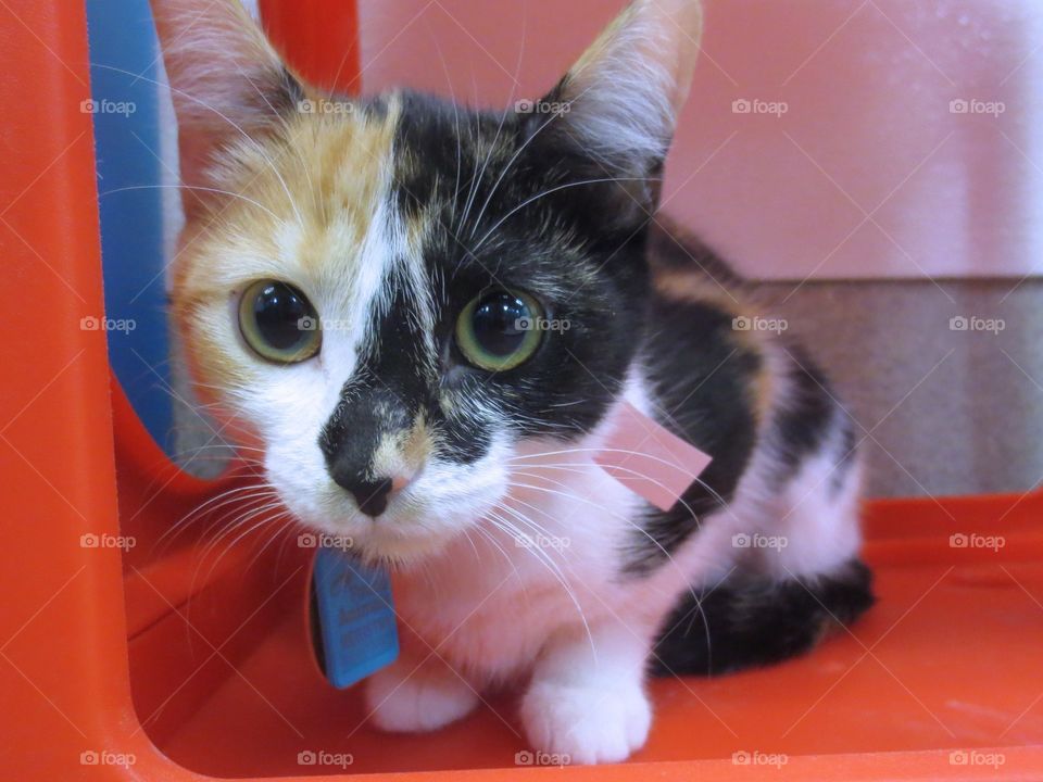 Calico cat 