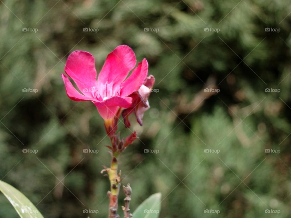 Pink flower