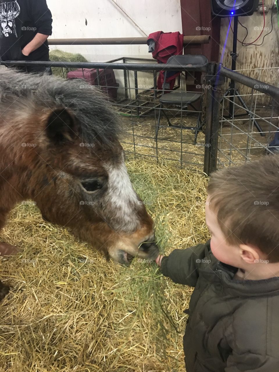 Feeding a miniature horse at the petting farm 
