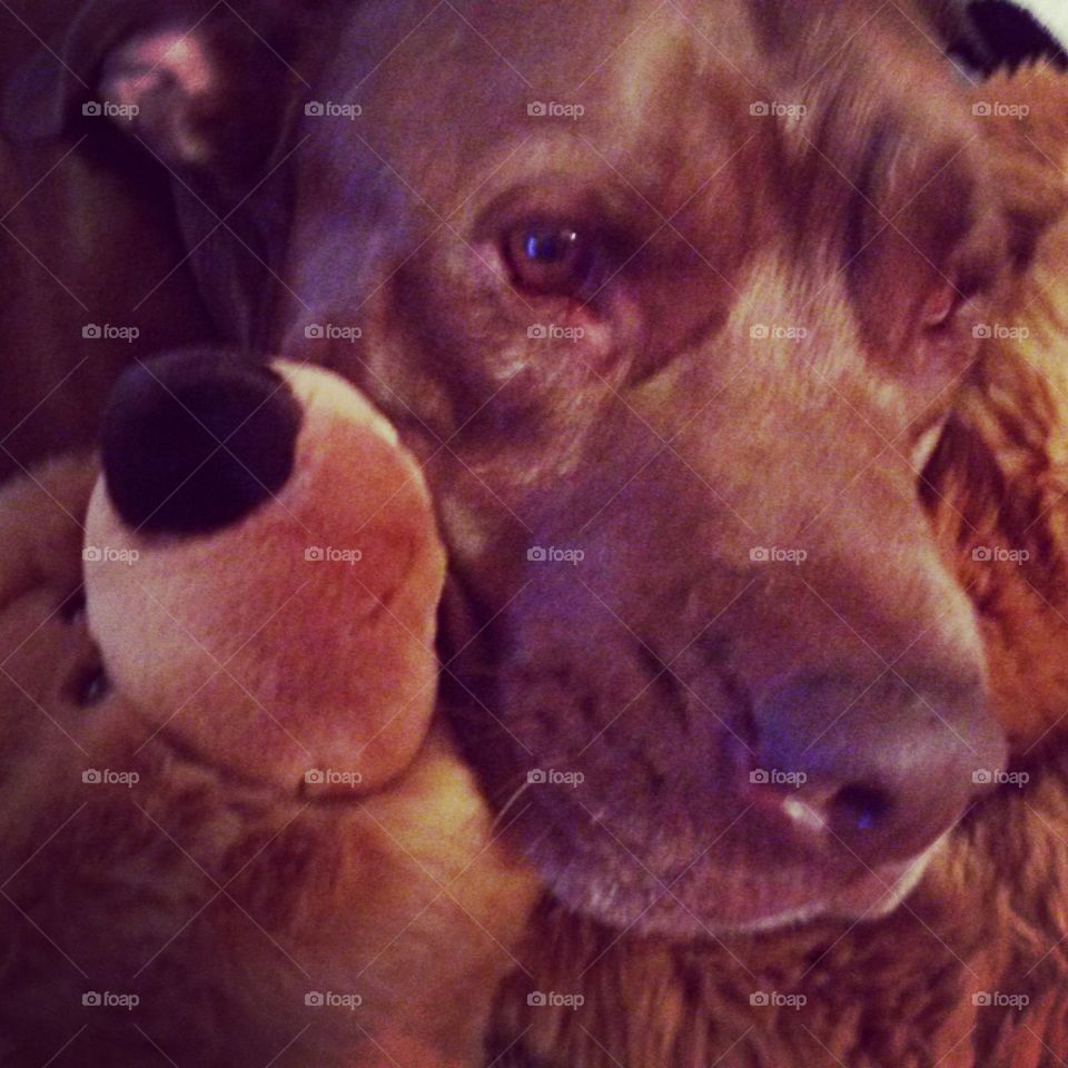 Teddy Bear Snuggles. my dog resting on a teddy bear friend