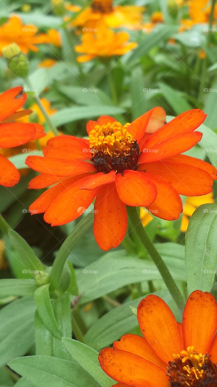 Orange Zinnia