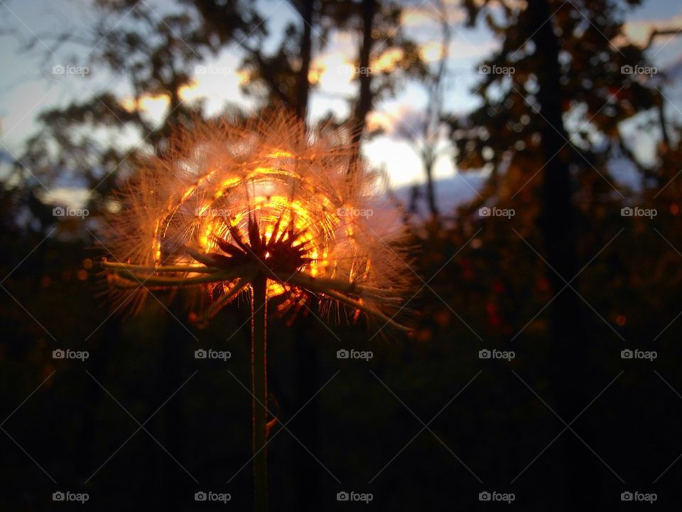 Dandelion on fire