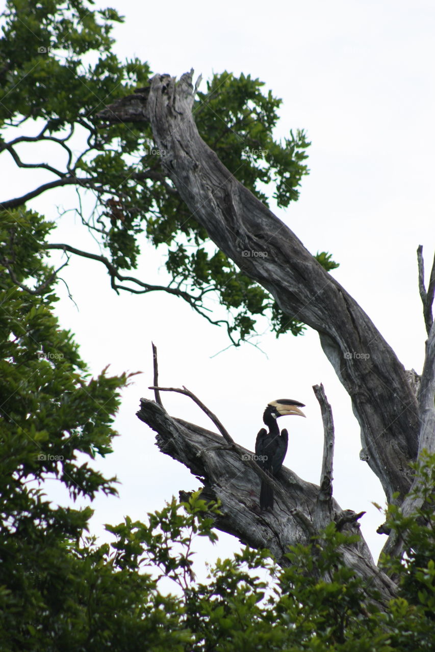 Local wildlife in Sri Lanka. Udawalawe National Park. Jeep Safari capture.