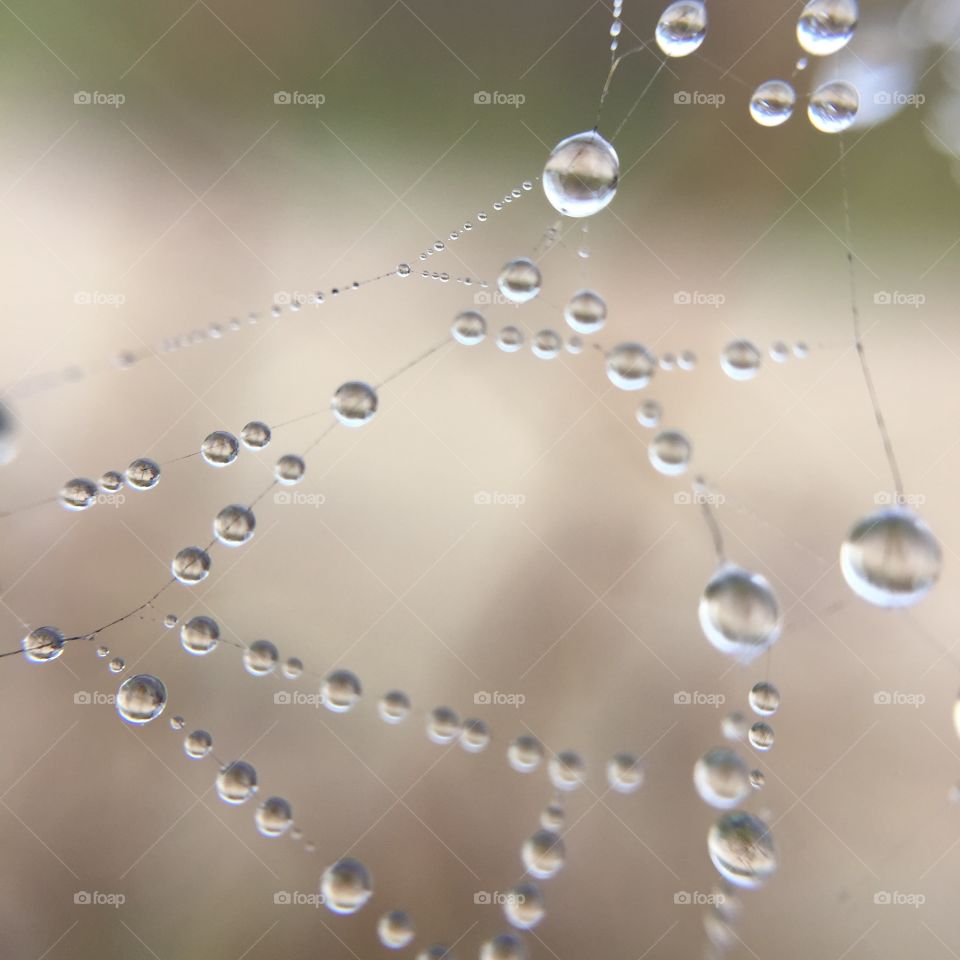 Dew, Rain, Drop, Wet, Spider