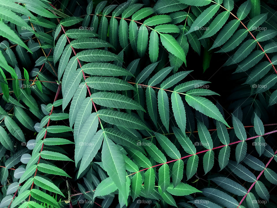 Natural background made of many Green tropical leaves 