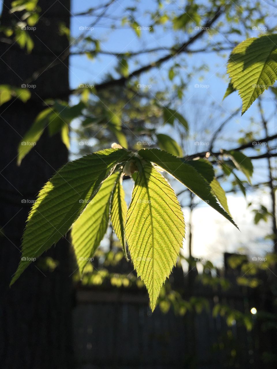 Close-up of tree branch