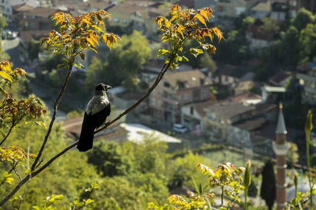 Bird
