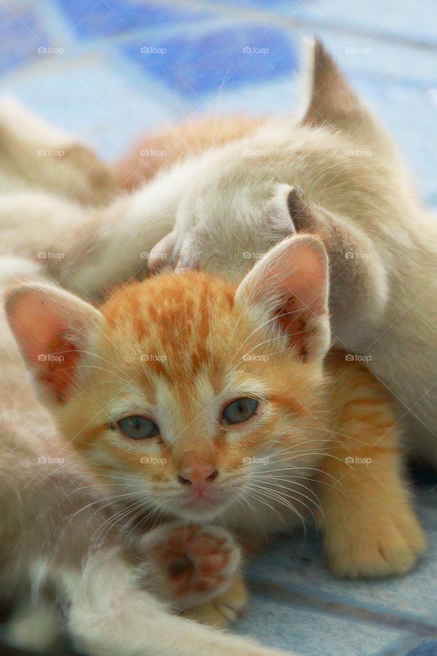 Three kittens with a warm family.