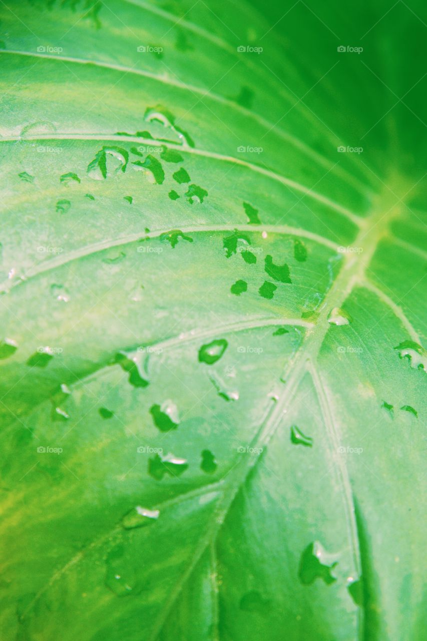 Leaf, Flora, Dew, Growth, Freshness