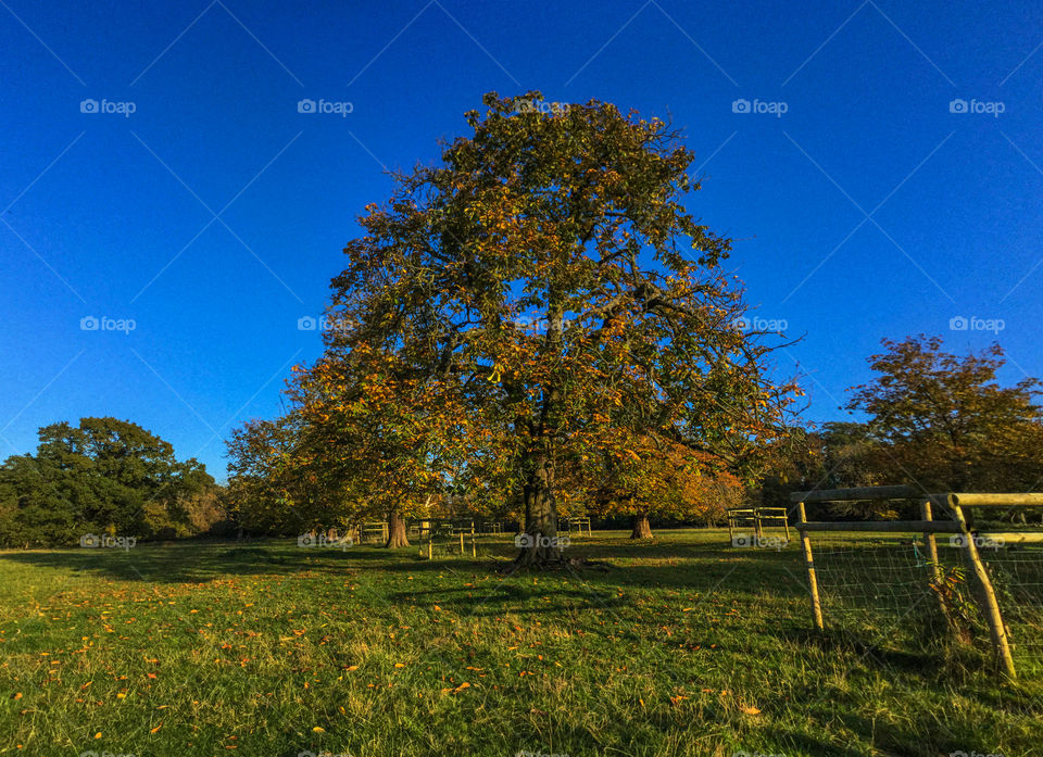 Field. Farm English countryside 