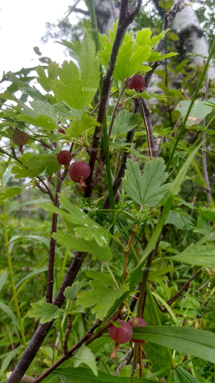 wild gooseberries
