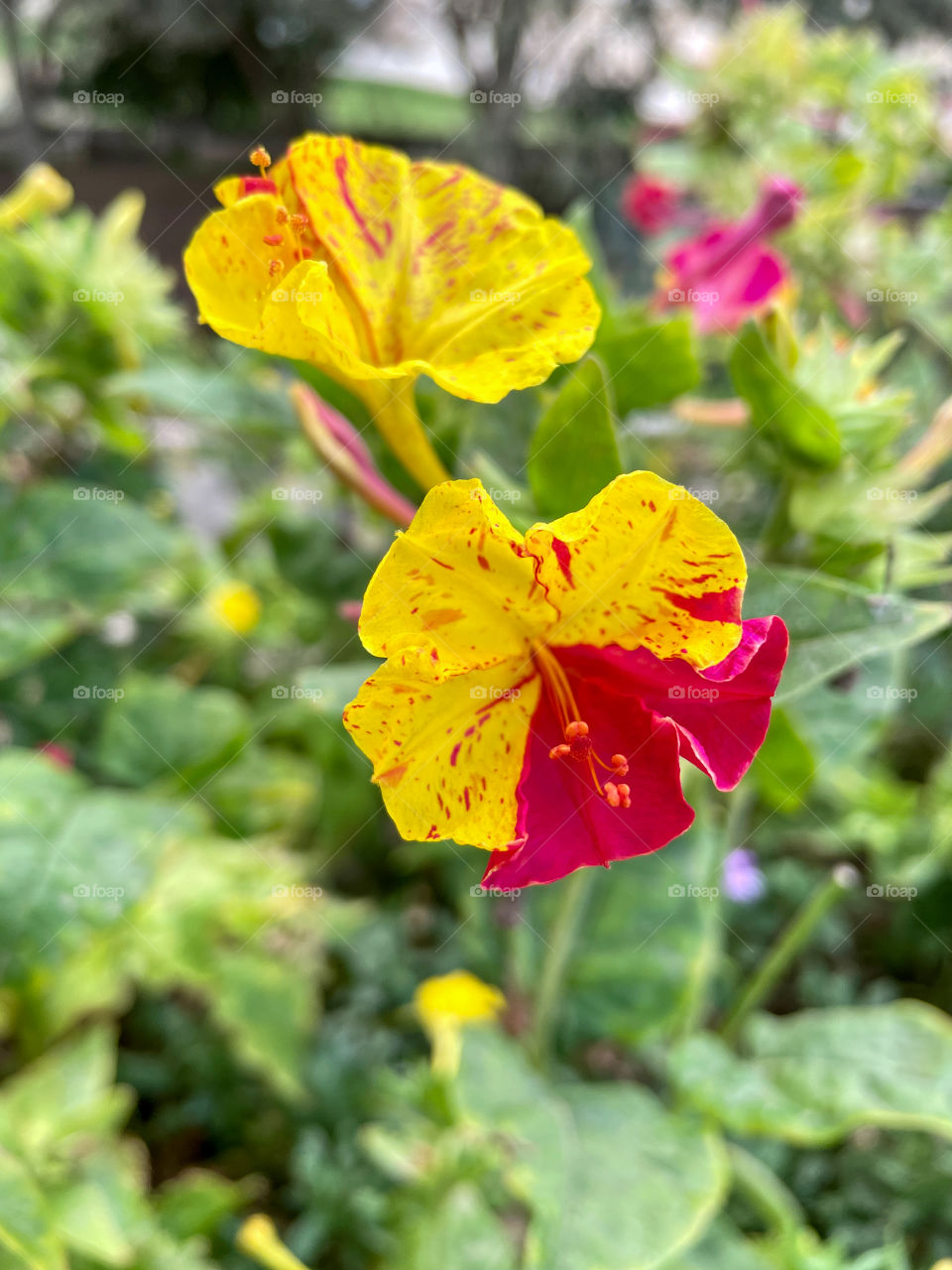 Portraits of plants 