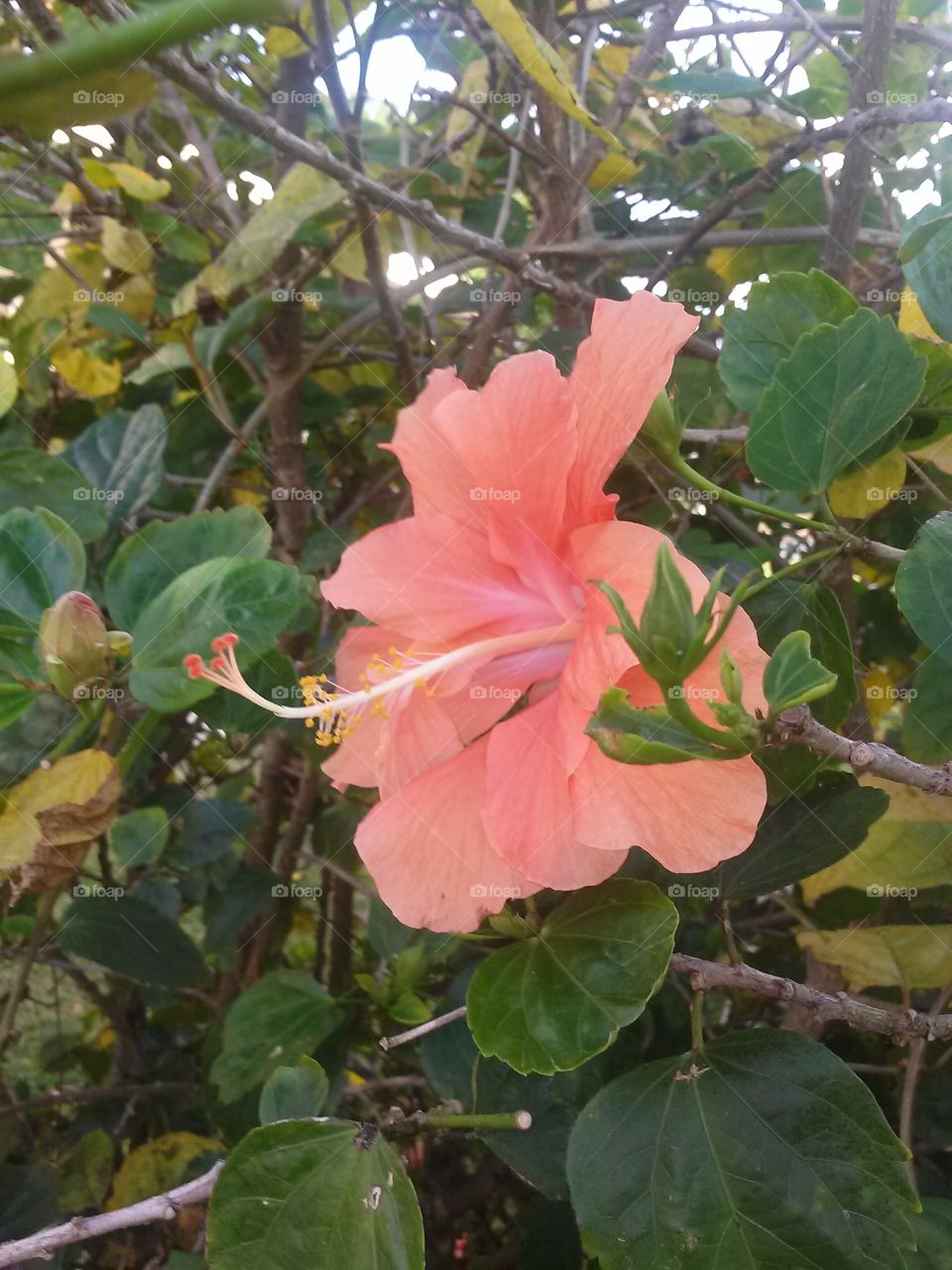 hiding hibiscus . peach hibiscus 