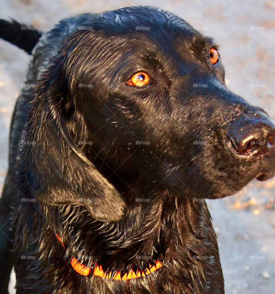 Orion - Search and Rescue dog