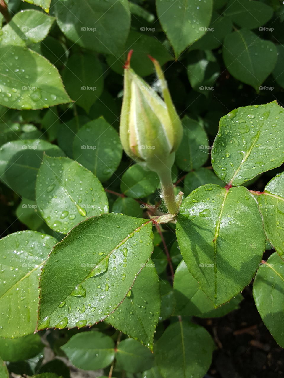 Rose bud
