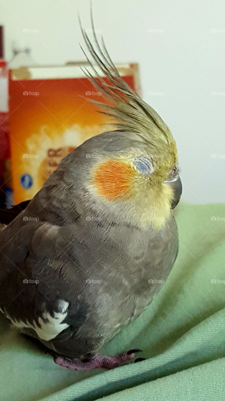 Contented cockatiel napping on her chosen human