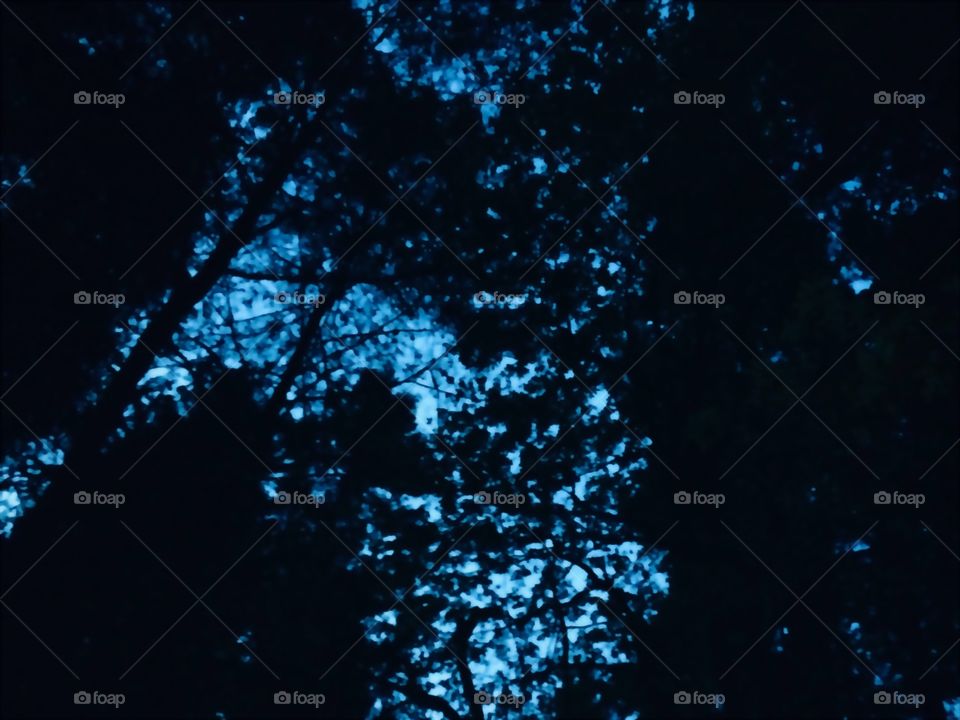 Early evening sky at campground in Crescent City, California 