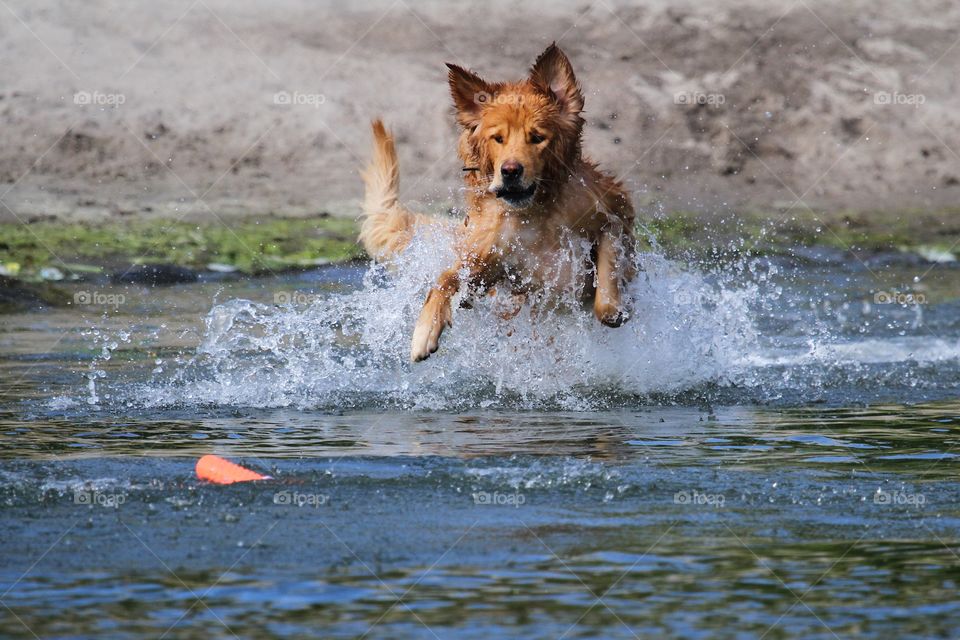 Golden retriever jumping in the water