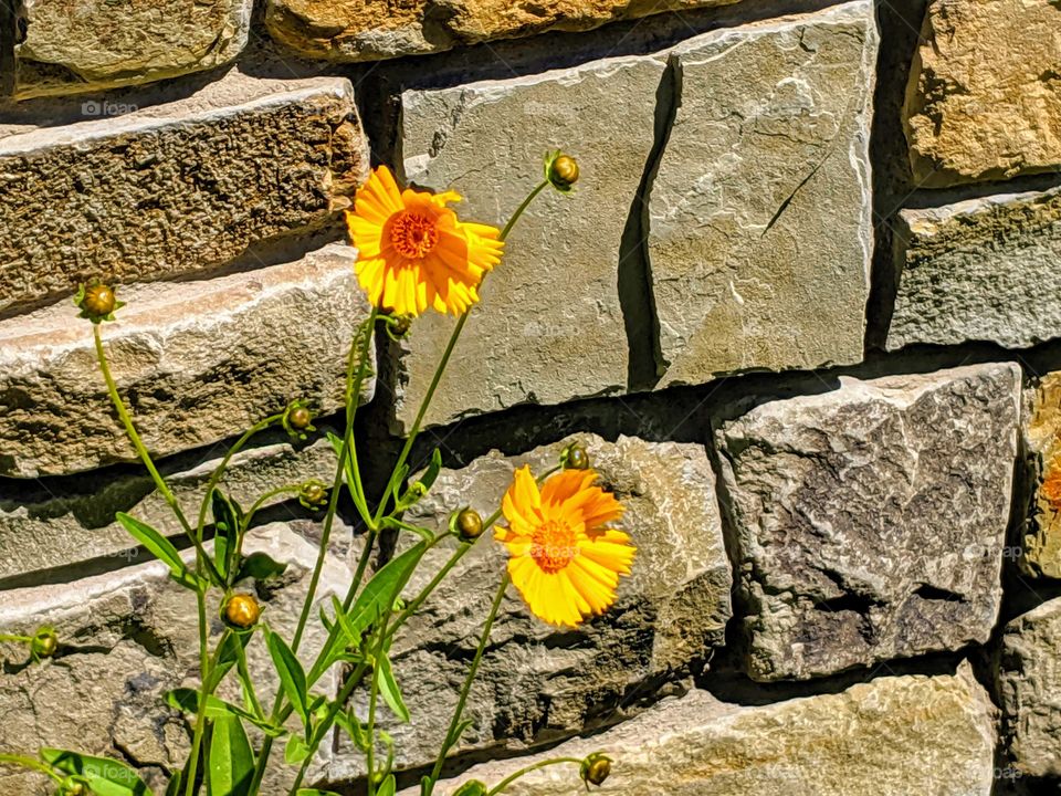 Beautiful Daisies in West Jordan, Utah. At Gardner Village. ©️ Copyright CM Photography May 2019.