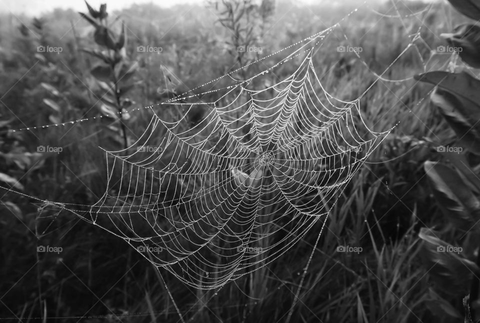 Foggy Morning Hike...