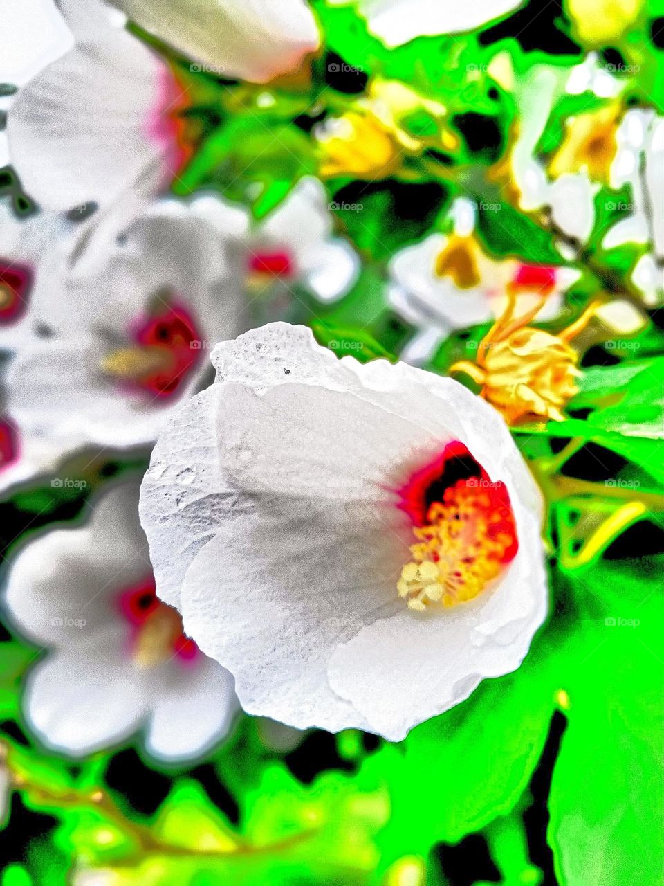 beautiful rose of sharon