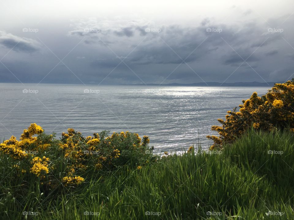 Scenic view of wildflowers at ocean