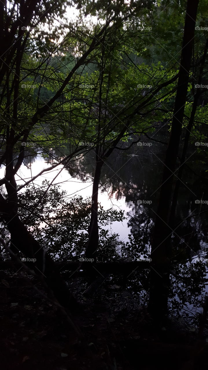 A Look at the Pond Through the Trees