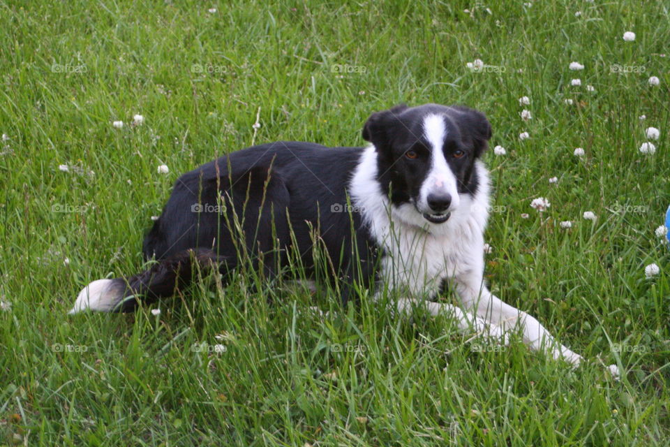 Dog relaxing on grass