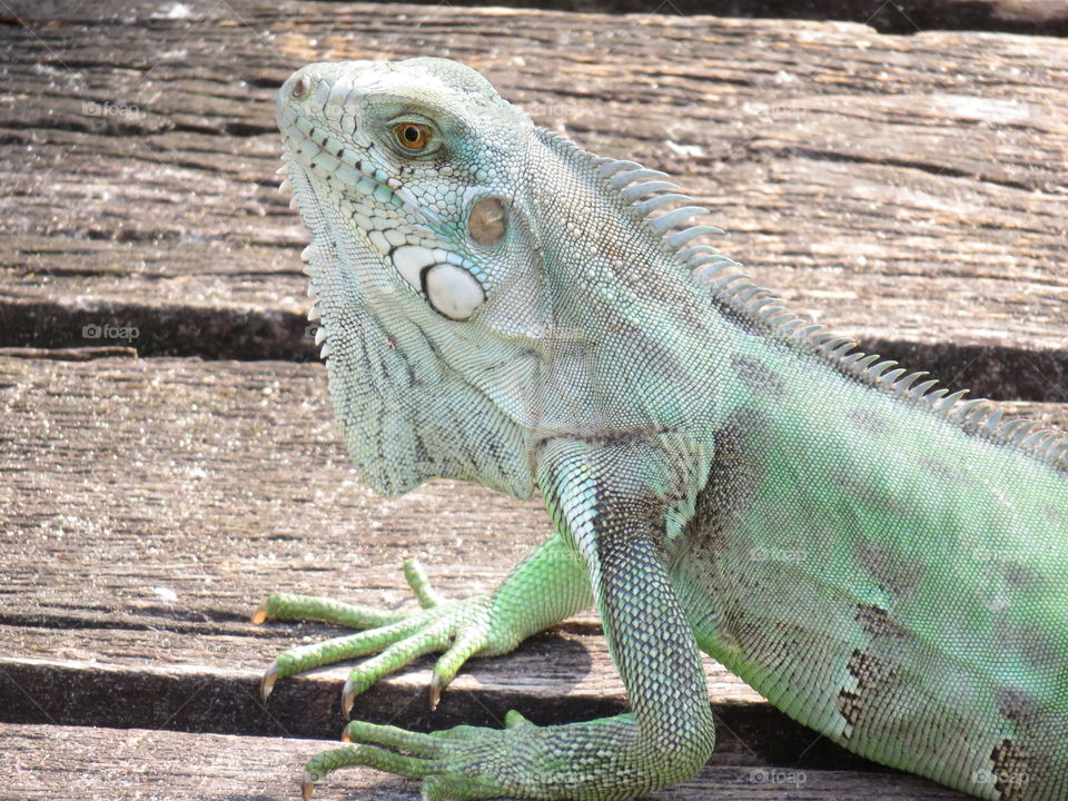 Iguana 