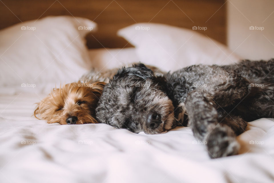 Close-up of two dogs sleeping on bed
