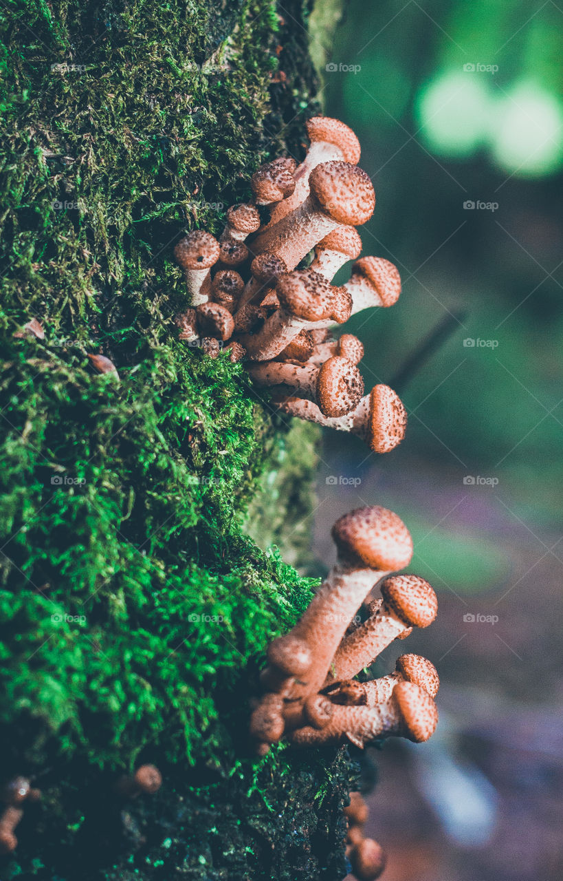 A cluster of brown Physalacriaceae mushrooms, growing on a tree with green moss