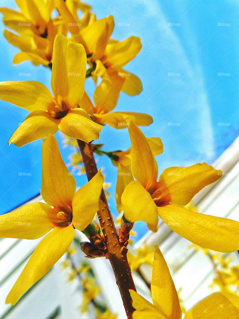 Forsythia in my garden 