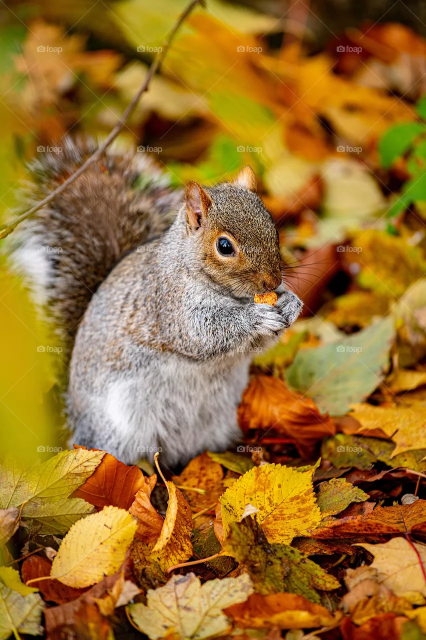 Squirrel