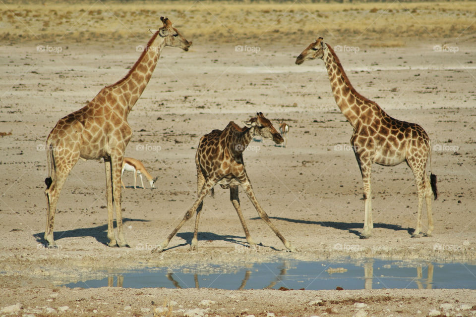 water drink trio dry by geebee