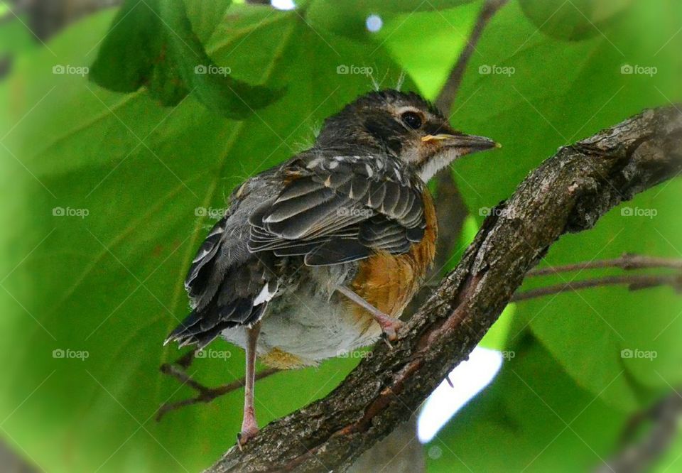 Robin fledgling